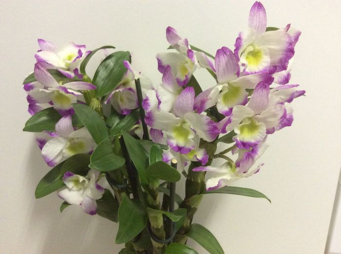 image - Dendrobium nobile