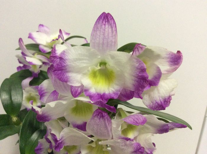 image - Dendrobium nobile