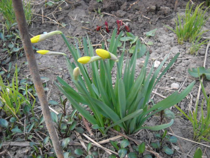 Picture 2083 - Florile mele si obiecte de artizanat