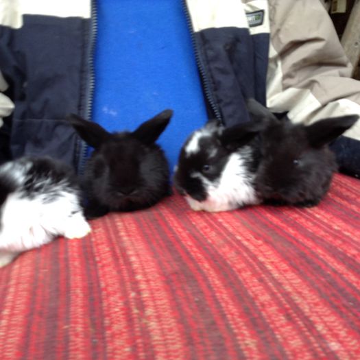 image - Cuib din 03 03 2015