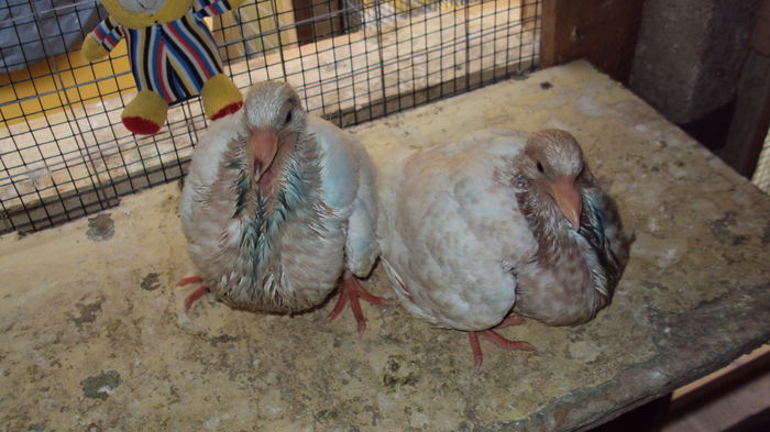 poza 12 - la 19 zile; aripile si spatele imbracate bine
