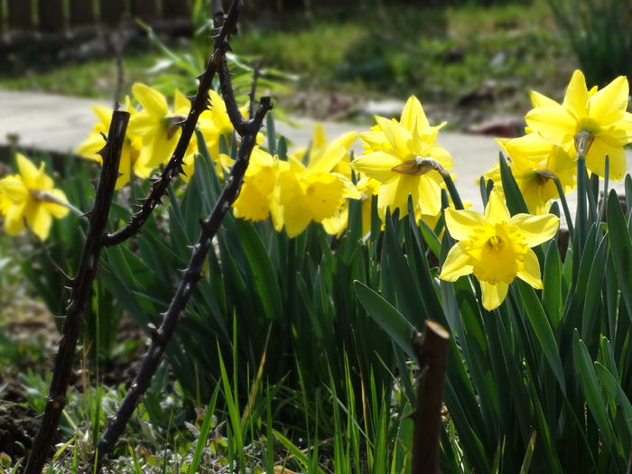 30.03.2015 pana la 12 cu soare