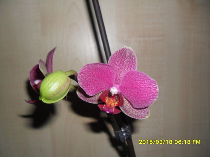 SAM_8733 - Orhidee