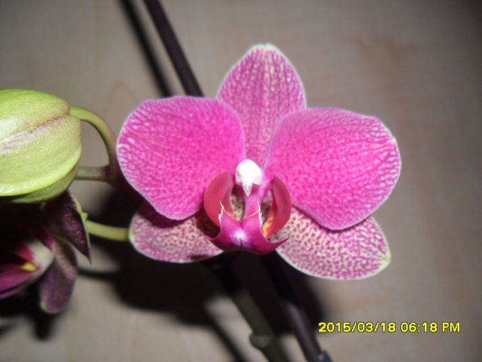 SAM_8734 - Orhidee