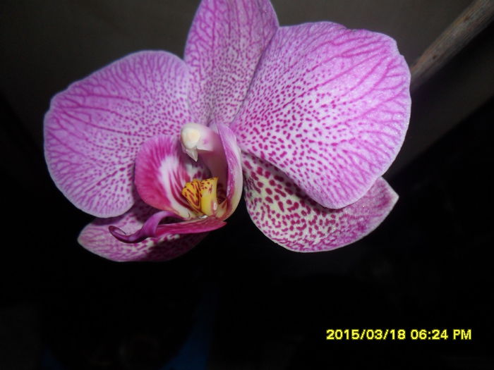 SAM_8735 - Orhidee