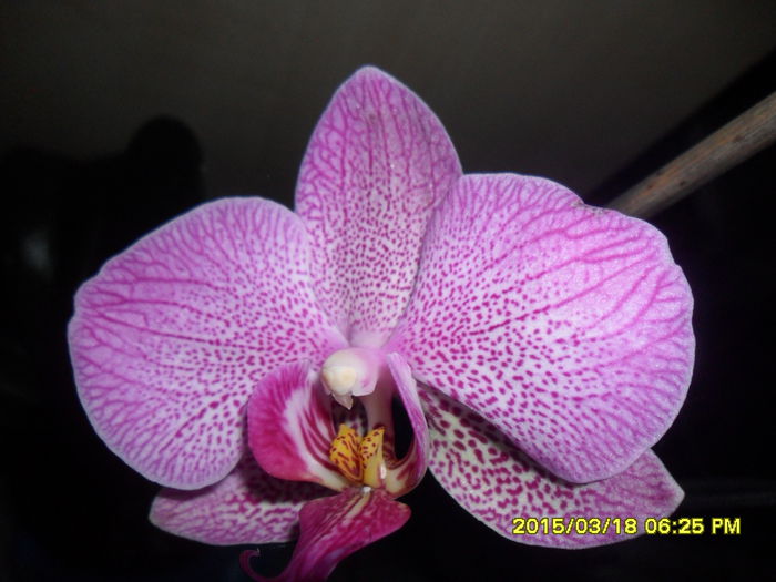 SAM_8736 - Orhidee
