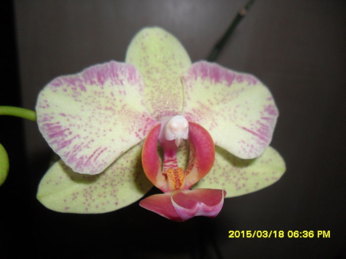 SAM_8738 - Orhidee