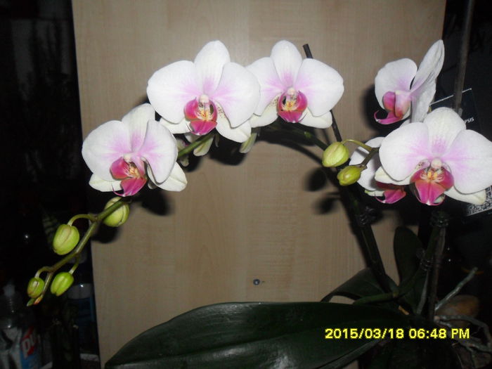 SAM_8739 - Orhidee