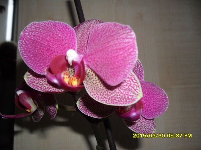 SAM_8900 - Orhidee