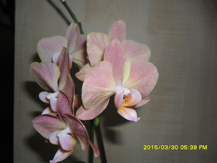 SAM_8901 - Orhidee