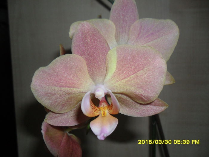 SAM_8902 - Orhidee