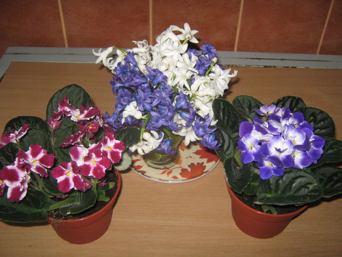 Picture My plants 2530 - Noi achizitii 2015