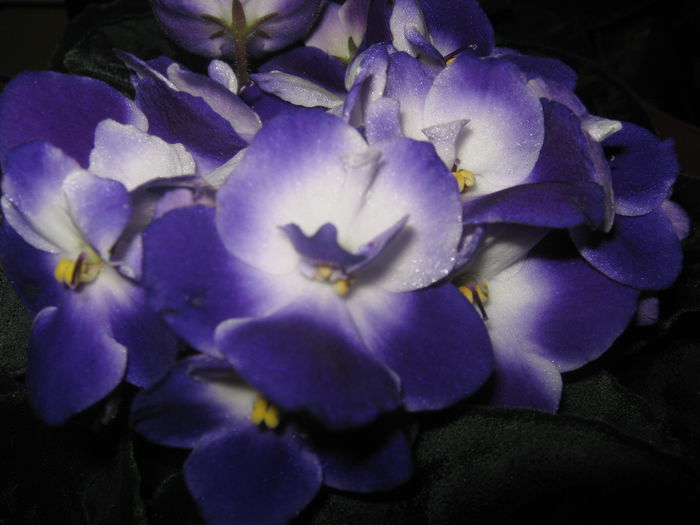 Picture My plants 2536 - Violete de Parma
