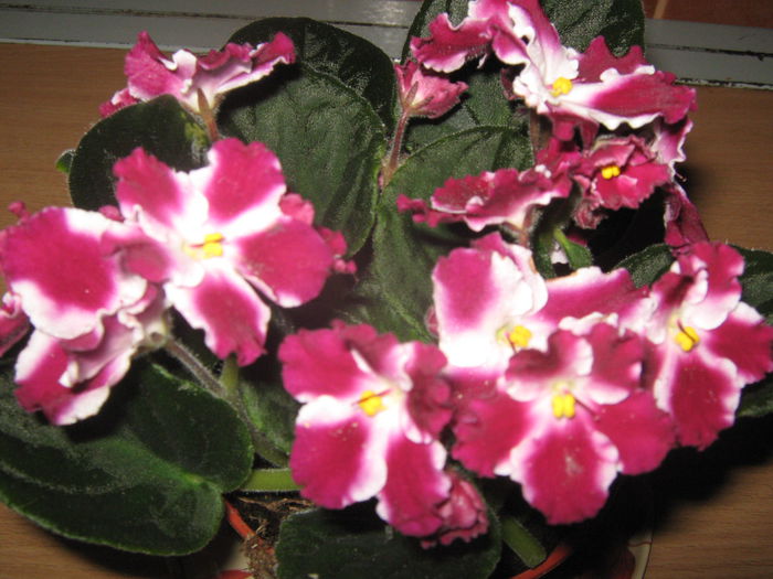 Picture My plants 2524 - Violete de Parma