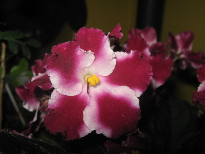 Picture My plants 2534 - Violete de Parma