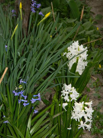 DSCN2764 - 2015_MARTIE_2