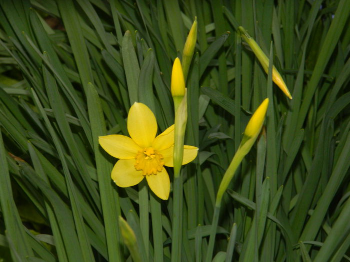 DSCN2767 - 2015_MARTIE_2