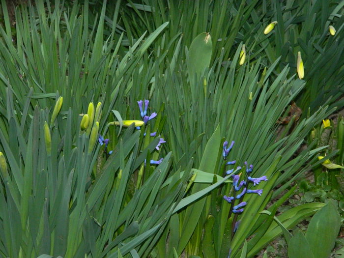 DSCN2785 - 2015_MARTIE_2