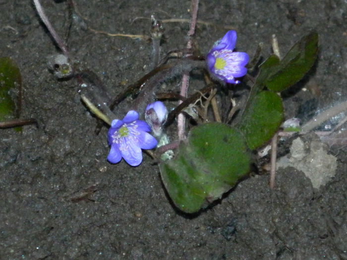 DSCN2818 - 2015_MARTIE_2