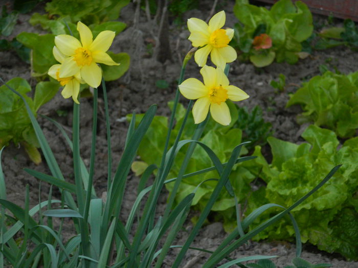 DSCN2847 - 2015_MARTIE_2