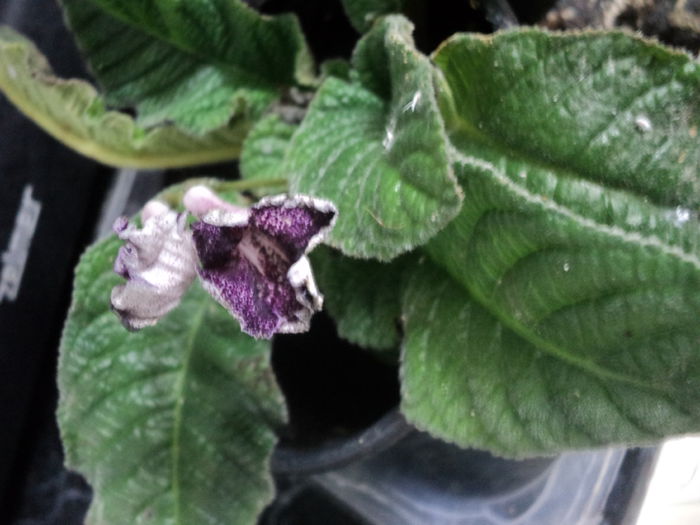 Streptocarpus; dianadia
