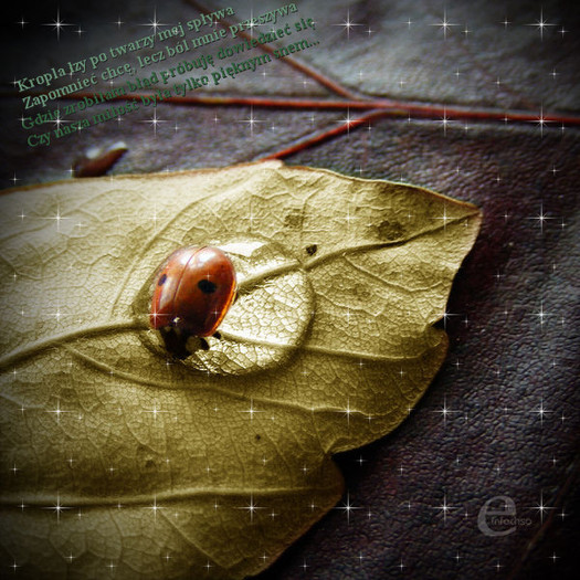 0034851433 - Pose Artistice