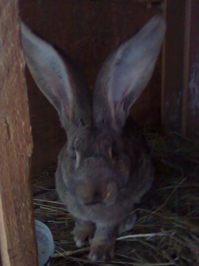 Evolueaza foarte bine