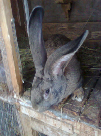 Fotografie2581 - xAchizitie 2015 F de la Luci Onujec