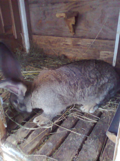 Fotografie2584 - xAchizitie 2015 F de la Luci Onujec