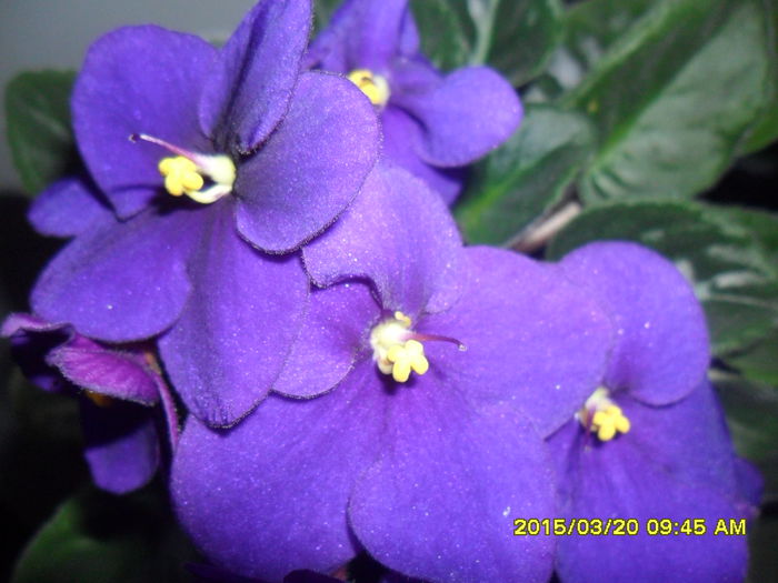 SAM_8742 - violetele mele