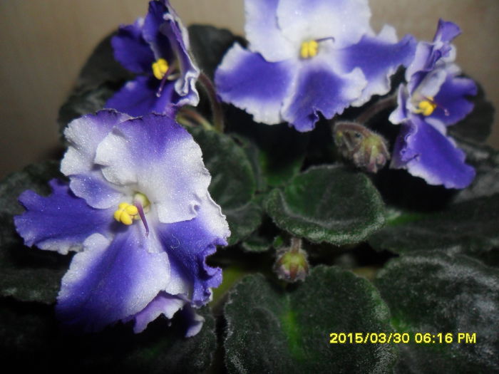 SAM_8911 - violetele mele