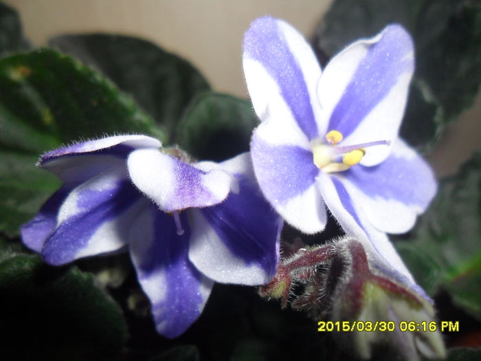 SAM_8913 - violetele mele