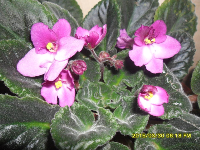 SAM_8914 - violetele mele
