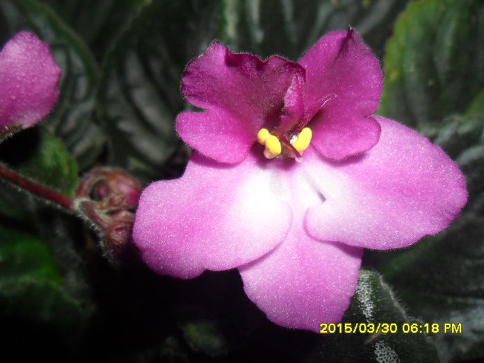 SAM_8915 - violetele mele