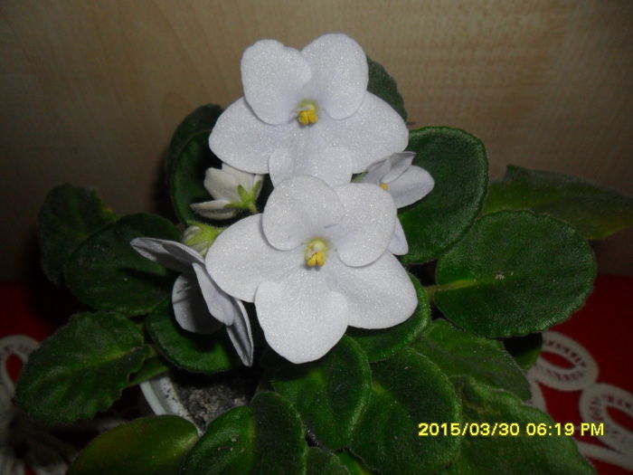 SAM_8916 - violetele mele
