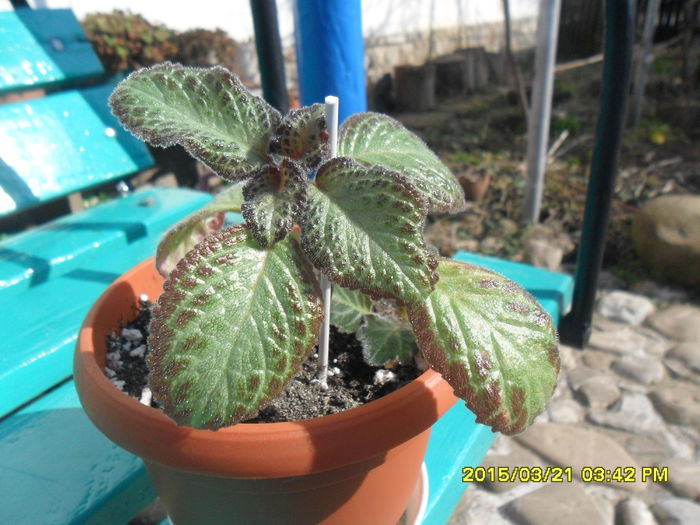 SAM_8748 - Episcia