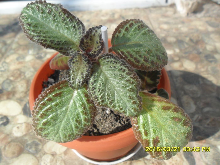 SAM_8749 - Episcia