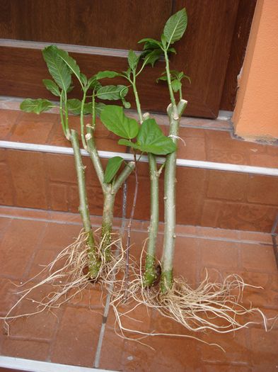 unei prietene (1)