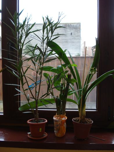 unei prietene (2)
