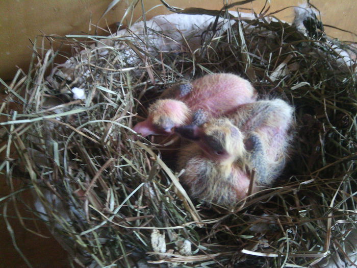 IMG_20150330_130857; Primii puiuti, restul de pe 4-5 aprilie incolo...
