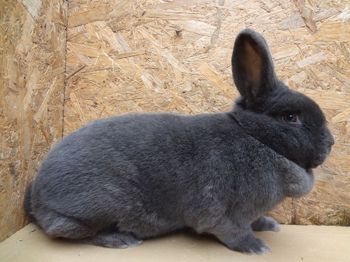 femela 3; 97 puncte CAMPIOANA UNGARIEI 2014
