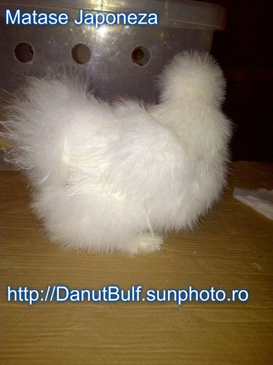 Matase Japoneza