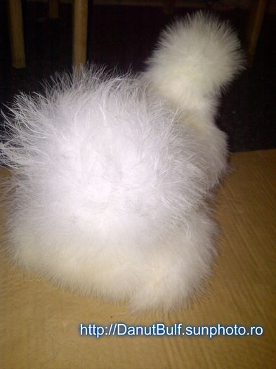 Matase Japoneza - Matase Japoneza Alba MATCA 2015