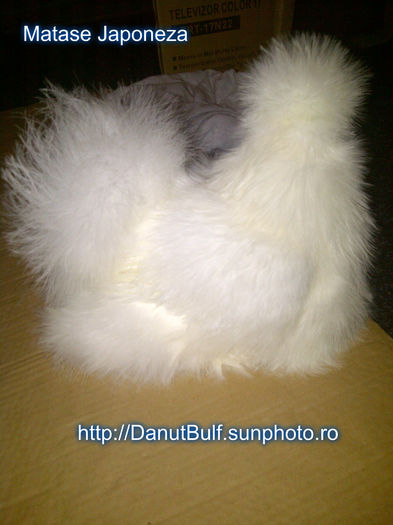 Matase Japoneza - Matase Japoneza Alba MATCA 2015