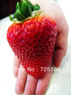 Super-big-strawberries-seeds-flower-seed-garden-supply-perfume-bonsai-ghd-home-garden-home-decor.jpg - Comanda stoloni Albion montery pt apriliePret stolon 1 leu