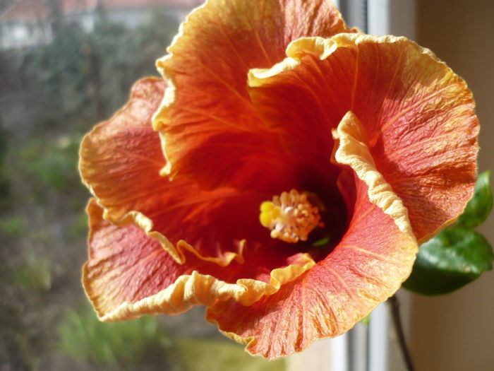 P1210761 - HIBISCUSI 2015-1