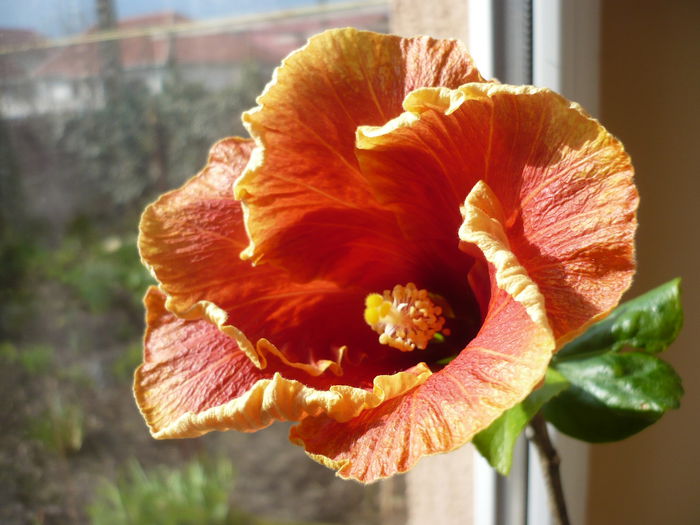 P1210762 - HIBISCUSI 2015-1