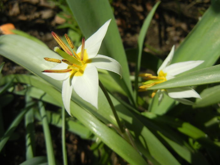 Tulipa Turkestanica (2014, March 30)