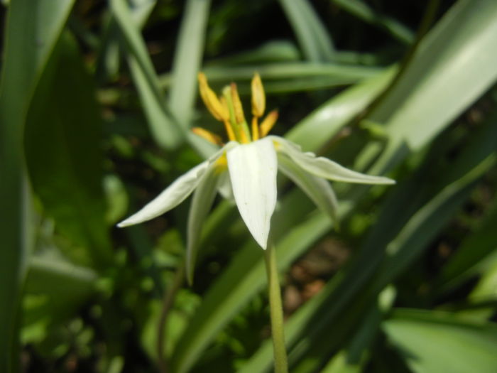 Tulipa Turkestanica (2014, March 30)