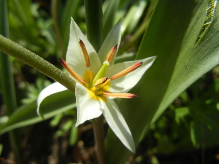 Tulipa Turkestanica (2014, March 30)